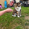 Vodka a rejoint le concours — aidez-le/la à gagner de superbes lots ! cat, calico_cat, pet, animal, feline, sitting, grass, lawn, outdoor, garden, backyard, human_hand, playful, whiskers, ears, fur, white_paws, tricolor, bicycles, backpack