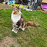 Vodka participe au concours pour gagner de l'argent avec cette photo : cat, calico_cat, longhaired_cat, pet, animal, sitting, grass, lawn, outdoor, backyard, garden, fluffy, fur, whiskers, ears, tail, white_chest, tabby, tricolor, stroller