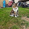 animal, backyard, bicycle, blep, building, calico_cat, cat, colorful_bag, daylight, fluffy, fur, garden, grass, lawn_mower, outdoor, pet, sitting, tongue, whiskers, white_paws