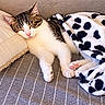 Loki participe au concours pour gagner de l'argent avec cette photo : blanket, cat, closed_eyes, couch, cozy, home, indoor, nap, paw, pet, pillow, pink_nose, polka_dot, relaxed, sleeping, sofa, striped_fur, tabby, whiskers, white_fur