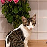 Loki participe au concours pour gagner de l'argent avec cette photo : alert, animal, bouquet, cat, countertop, cute, domestic_scene, floral_arrangement, flowers, green_leaves, indoors, kitchen, pet, pink_roses, portrait, sitting, tabby, tile_wall, white_fur, wood
