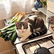 Loki participe au concours pour gagner de l'argent avec cette photo : animal, blue_vase, cat, cooktop, funny, furniture, gas_stove, home, indoor, kitchen, leeks, pet, portrait, shelves, stovetop, sunlight, tabby_cat, vegetables, white_cat, window
