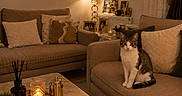 Loki a rejoint le concours — aidez-le/la à gagner de superbes lots ! armchair, candle, cat, coffee_table, cozy, curtains, cushions, framed_photos, home_decor, indoor, lamp, living_room, marble_table, pet, portrait, sitting, sofa, tabby_cat, warm_lighting, white_chest