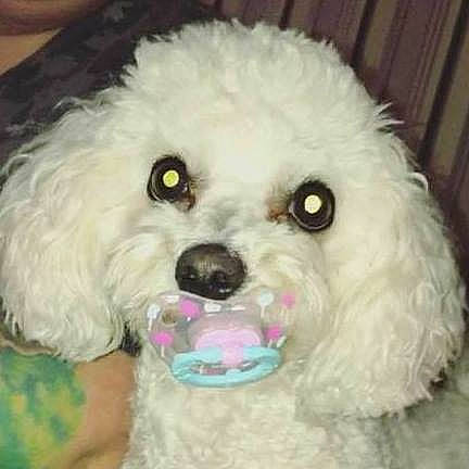 Nahla participe au concours pour gagner de l'argent avec cette photo : bichon, bichon_frise, bolognese, bolonka, canidae, carnivore, cockapoo, companion_dog, dog, dog_breed, maltepoo, mammal, miniature_poodle, nose, poodle, poodle_crossbreed, puppy, snout, toy_poodle, vertebrate