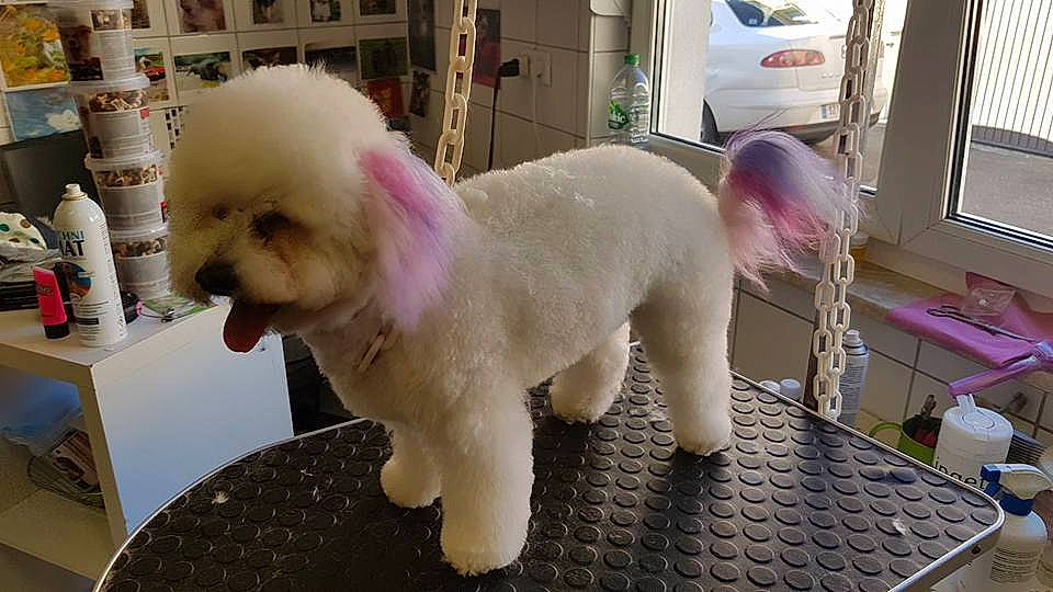 Nahla participe au concours pour gagner de l'argent avec cette photo : bichon, bichon_frise, canidae, carnivore, companion_dog, dog, dog_breed, maltepoo, maltese, mammal, miniature_poodle, non_sporting_group, poodle, poodle_crossbreed, rare_breed_dog, sporting_group, standard_poodle, toy_dog, toy_poodle, vertebrate