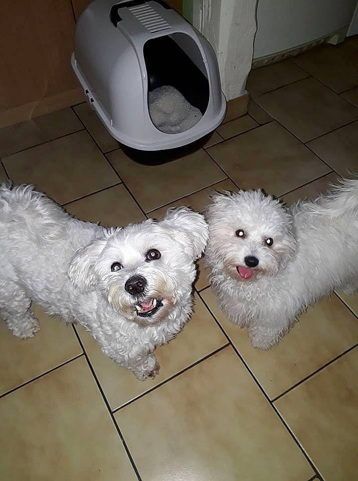 Nahla a rejoint le concours — aidez-le/la à gagner de superbes lots ! bichon, bichon_frise, bolognese, bolonka, canidae, carnivore, companion_dog, coton_de_tulear, dog, dog_breed, havanese, maltepoo, maltese, mammal, miniature_poodle, non_sporting_group, terrier, toy_poodle, vertebrate, west_highland_white_terrier