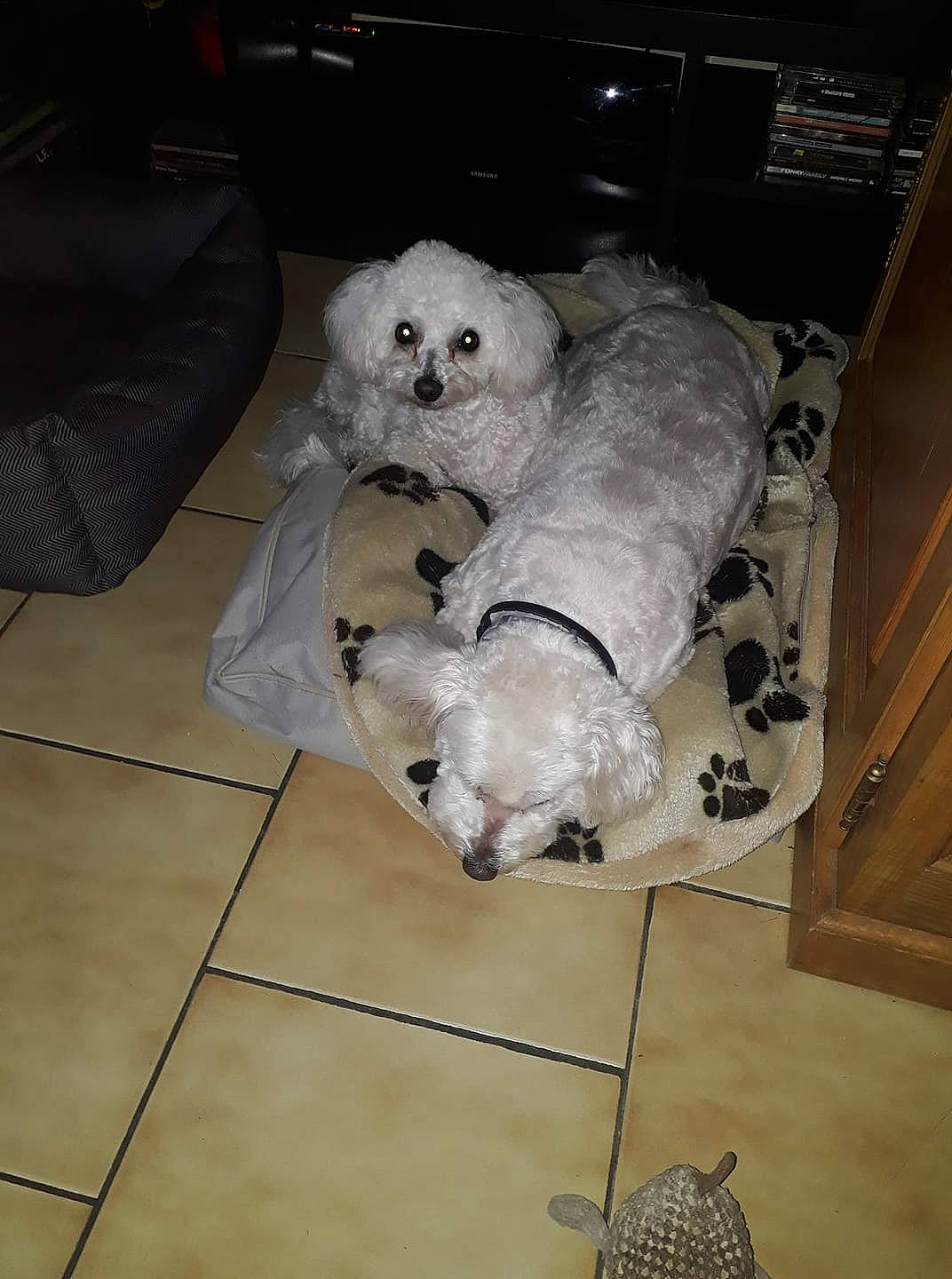 Nahla participe au concours pour gagner de l'argent avec cette photo : bichon, bichon_frise, bolognese, bolonka, canidae, carnivore, companion_dog, dog, dog_breed, havanese, maltese, mammal, non_sporting_group, sporting_group, terrier, toy_dog, toy_poodle, vertebrate, west_highland_white_terrier