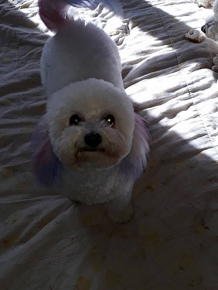 Nahla a rejoint le concours — aidez-le/la à gagner de superbes lots ! bichon, bichon_frise, bolognese, bolonka, canidae, carnivore, companion_dog, coton_de_tulear, dog, dog_breed, havanese, lhasa_apso, maltepoo, maltese, mammal, non_sporting_group, puppy, rare_breed_dog, snout, toy_dog