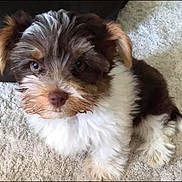 Ulys participe au concours pour gagner de l'argent avec cette photo : affenpinscher, animal, ball, canine, cockerspaniel, dog, dogbed, football, papillon, person, pet, poodle, puppy, sleeping, snout, soccer, soccerball, sport, terrier, whitedog