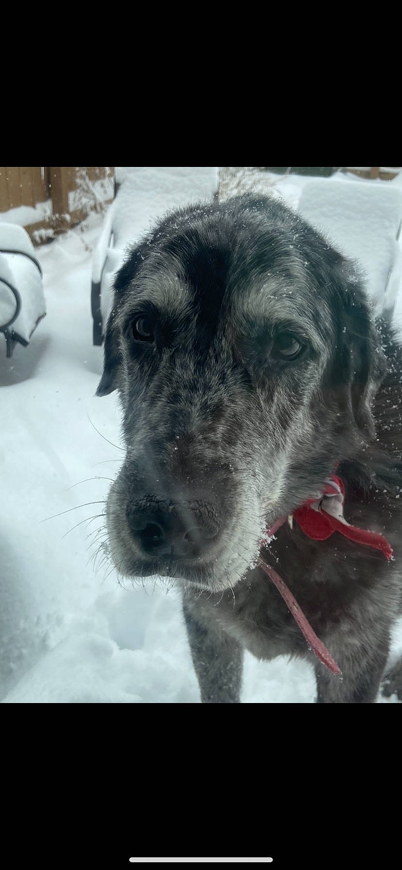 Tex is registered to the contest to win money with this photo: canidae, carnivore, dog, dog_breed, irish_wolfhound, mammal, nose, scottish_deerhound, snout, sporting_group, vertebrate