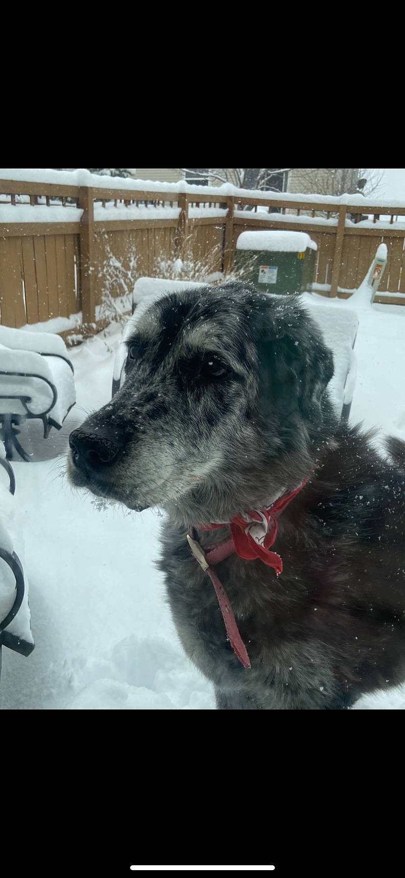 Tex is registered to the contest to win money with this photo: canidae, carnivore, dog, dog_breed, irish_wolfhound, mammal, scottish_deerhound, snout, sporting_group, terrier, vertebrate