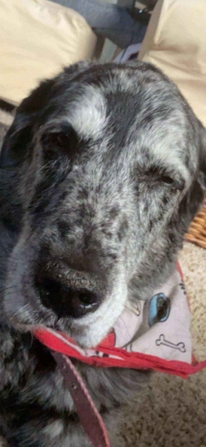Tex joined the competition — help win amazing prizes! canidae, carnivore, dog, dog_breed, irish_wolfhound, nose, scottish_deerhound, snout, sporting_group