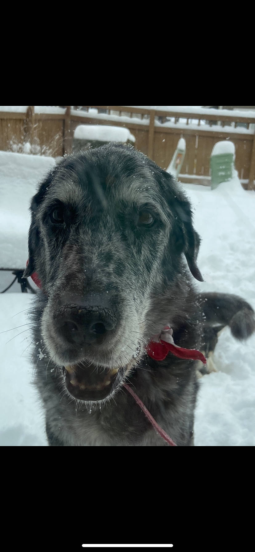 Tex is registered to the contest to win money with this photo: canidae, carnivore, dog, dog_breed, labrador_retriever, mammal, retriever, snout, sporting_group, vertebrate