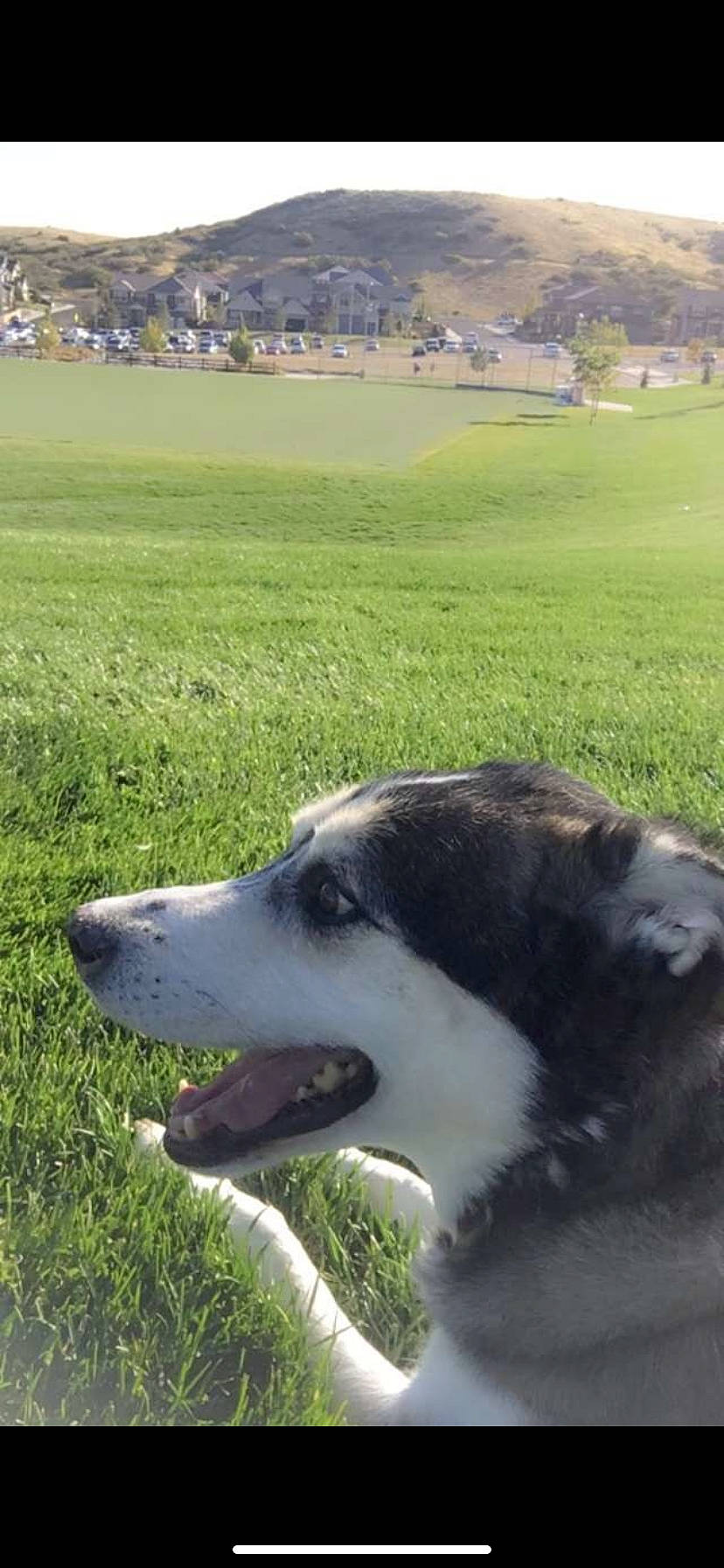 Angel Cake is registered to the contest to win money with this photo: border_collie, canidae, carnivore, carpathian_shepherd_dog, dog, dog_breed, grass, herding_dog, mammal, mucuchies, siberian_husky, snout, sporting_group, tornjak, vertebrate, working_dog