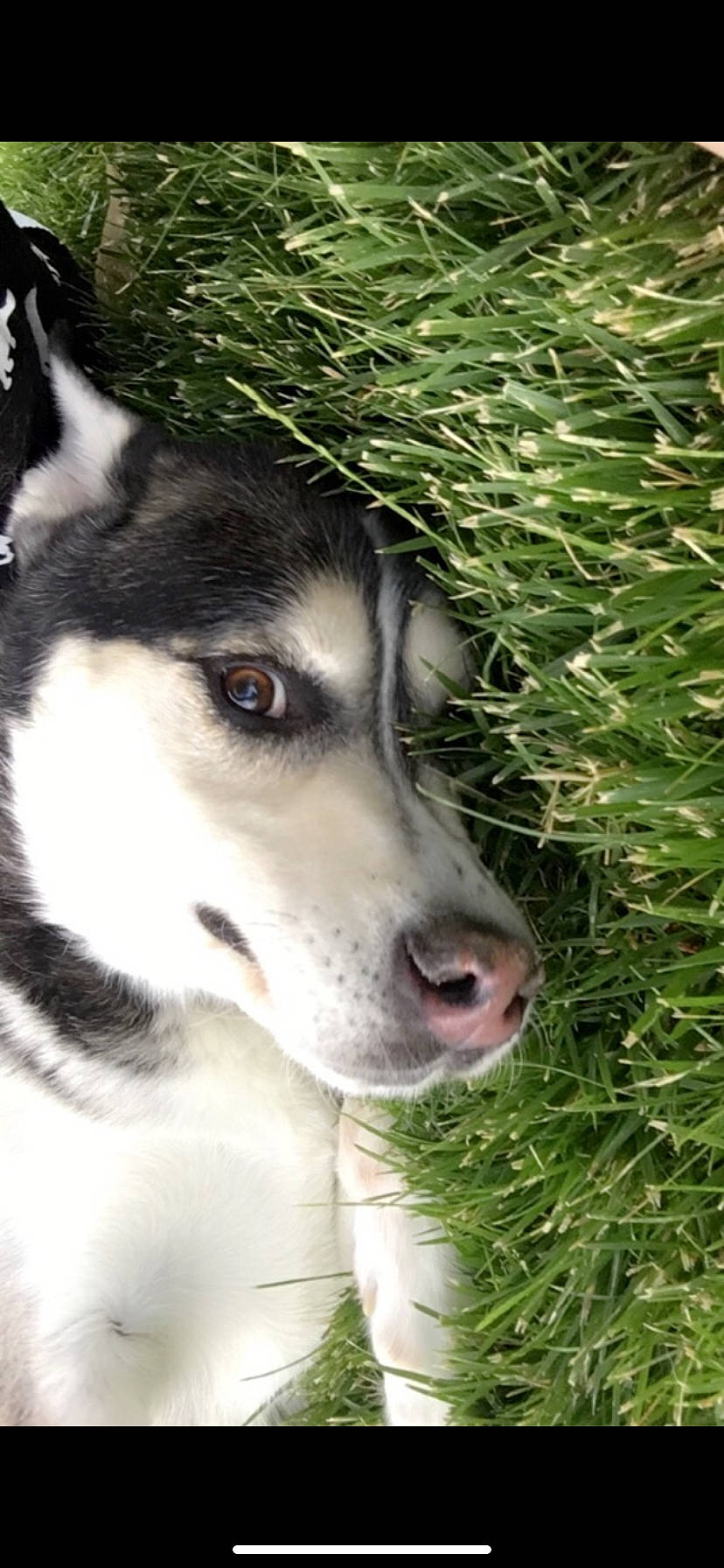 Angel Cake is registered to the contest to win money with this photo: alaskan_klee_kai, alaskan_malamute, canadian_eskimo_dog, canidae, carnivore, dog, dog_breed, east_siberian_laika, grass, jamthund, mammal, native_american_indian_dog, northern_inuit_dog, sakhalin_husky, seppala_siberian_sleddog, siberian_husky, sled_dog, snout, vertebrate, wolfdog