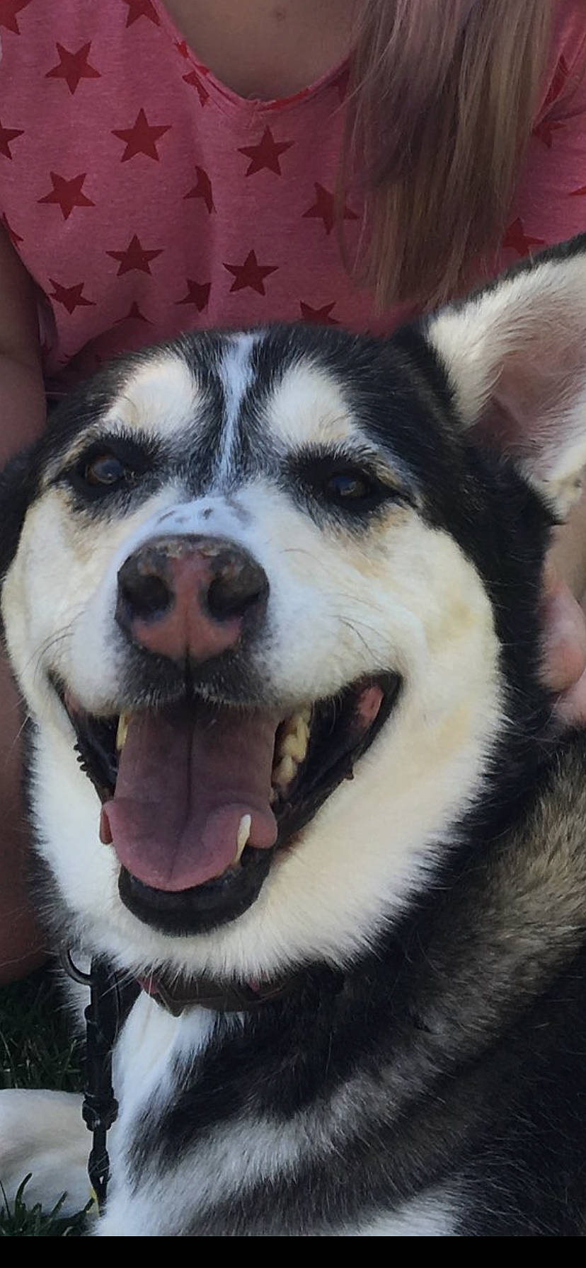 Angel Cake is registered to the contest to win money with this photo: alaskan_klee_kai, alaskan_malamute, canadian_eskimo_dog, canidae, carnivore, dog, dog_breed, greenland_dog, mammal, miniature_siberian_husky, native_american_indian_dog, nose, sakhalin_husky, seppala_siberian_sleddog, siberian_husky, sled_dog, snout, vertebrate, whiskers, wolfdog