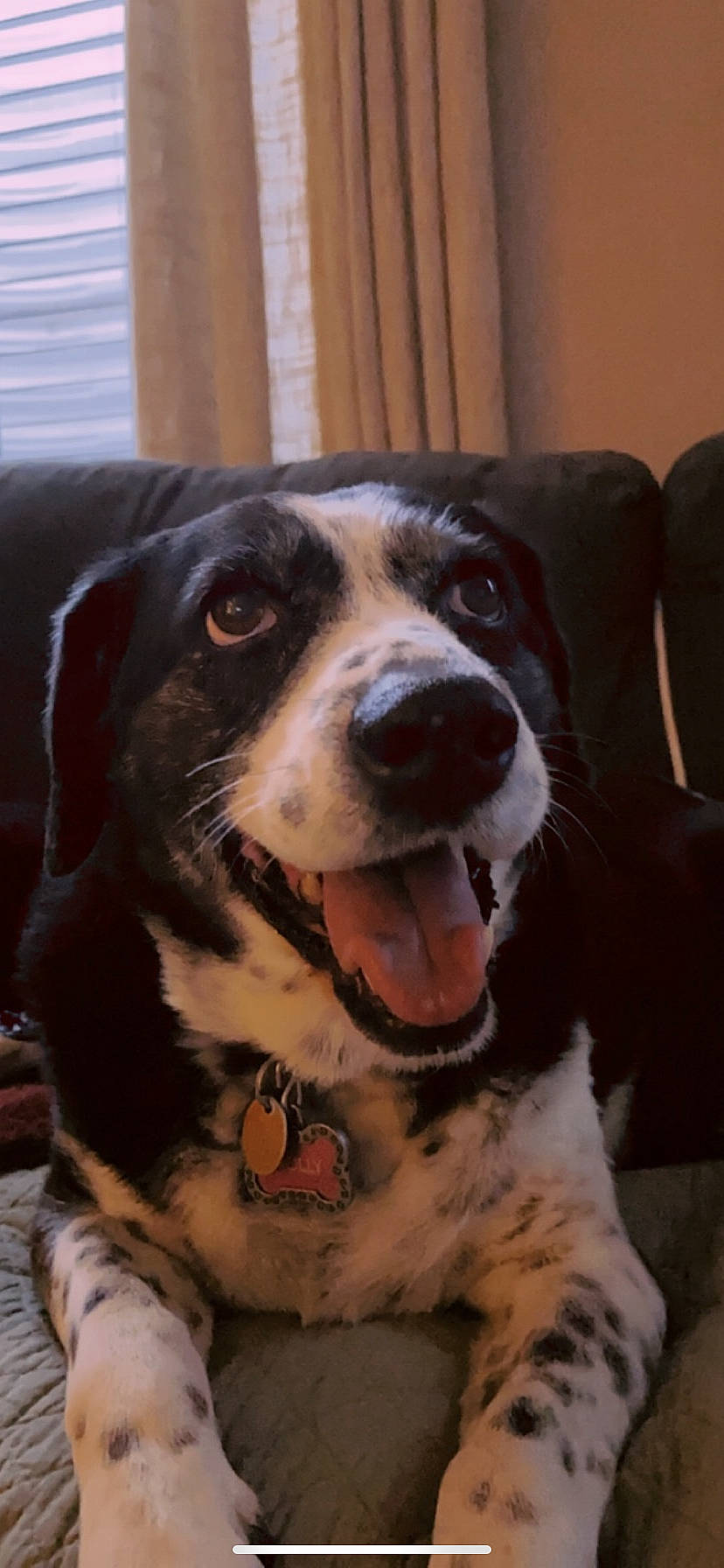 Molly is registered to the contest to win money with this photo: australian_shepherd, bernese_mountain_dog, border_collie, canidae, carnivore, companion_dog, dog, dog_breed, mammal, nose, rare_breed_dog, snout, sporting_group, vertebrate, whiskers, working_dog