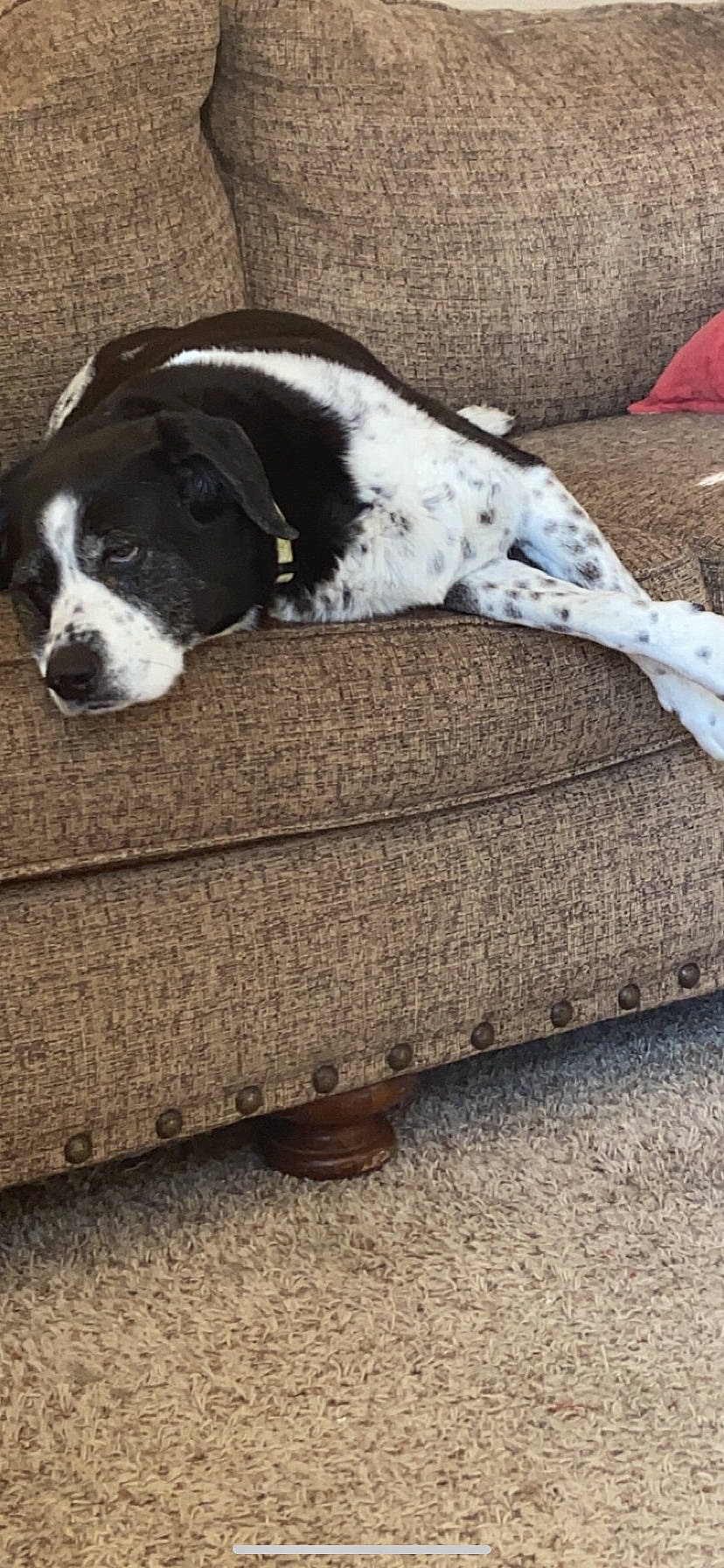 Molly is registered to the contest to win money with this photo: braque_dauvergne, canidae, carnivore, dog, dog_breed, great_dane, pointer, puppy, sporting_group