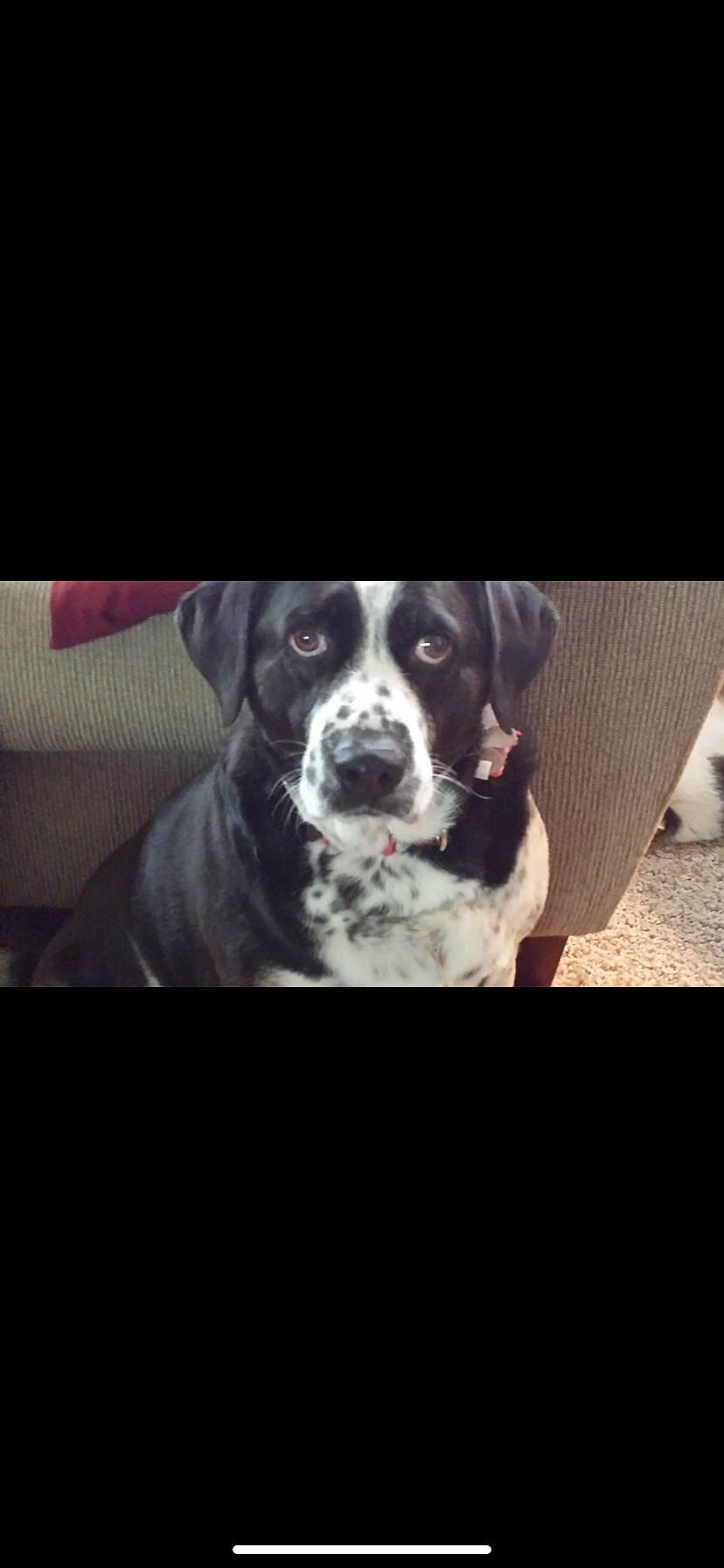 Molly is registered to the contest to win money with this photo: boxer, cane_corso, canidae, carnivore, companion_dog, dog, dog_breed, love, mammal, non_sporting_group, nose, puppy, puppy_love, rare_breed_dog, sky, snout, sporting_group, vertebrate, working_dog