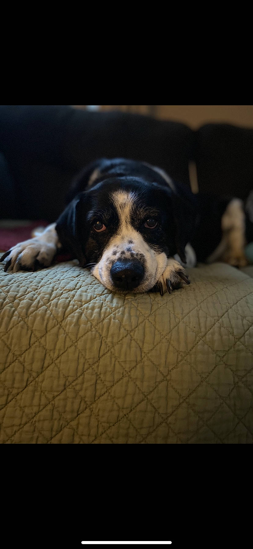 Molly is registered to the contest to win money with this photo: bernese_mountain_dog, canidae, carnivore, coonhound, dog, dog_breed, greater_swiss_mountain_dog, mammal, nose, puppy, snout, sporting_group, vertebrate, whiskers, working_dog