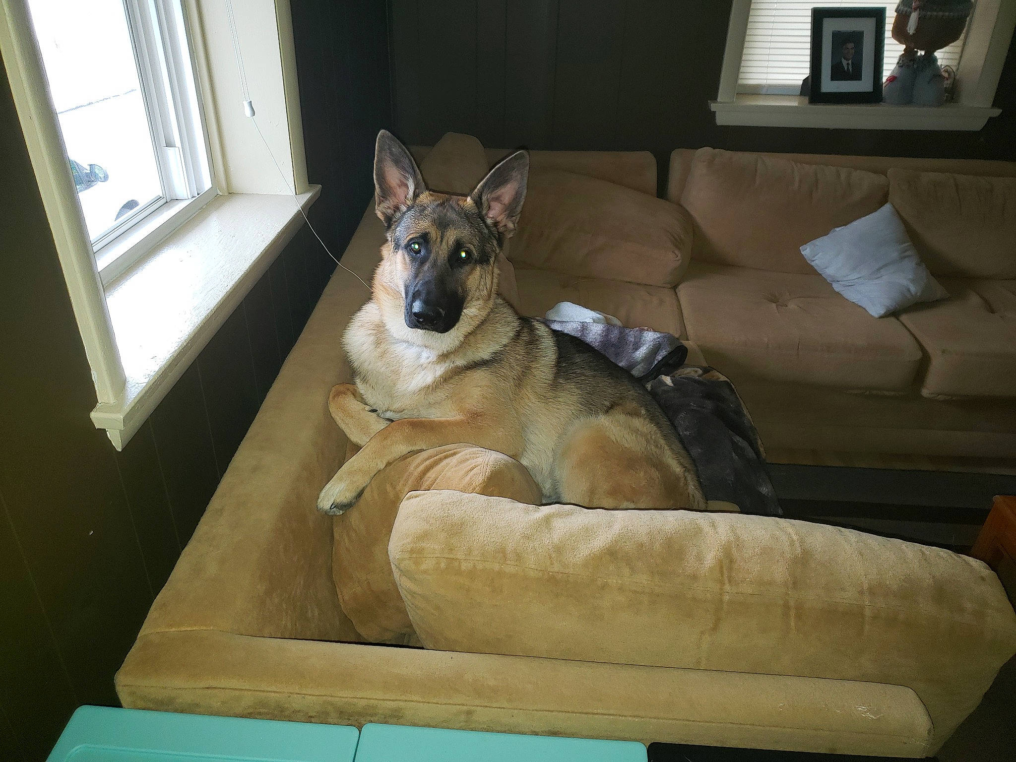 Fletcher joined the competition — help win amazing prizes! belgian_shepherd_malinois, canidae, carnivore, comfort, dog, dog_breed, fawn, furniture, german_shepherd_dog, mammal, old_german_shepherd_dog, shiloh_shepherd_dog, vertebrate, wolfdog