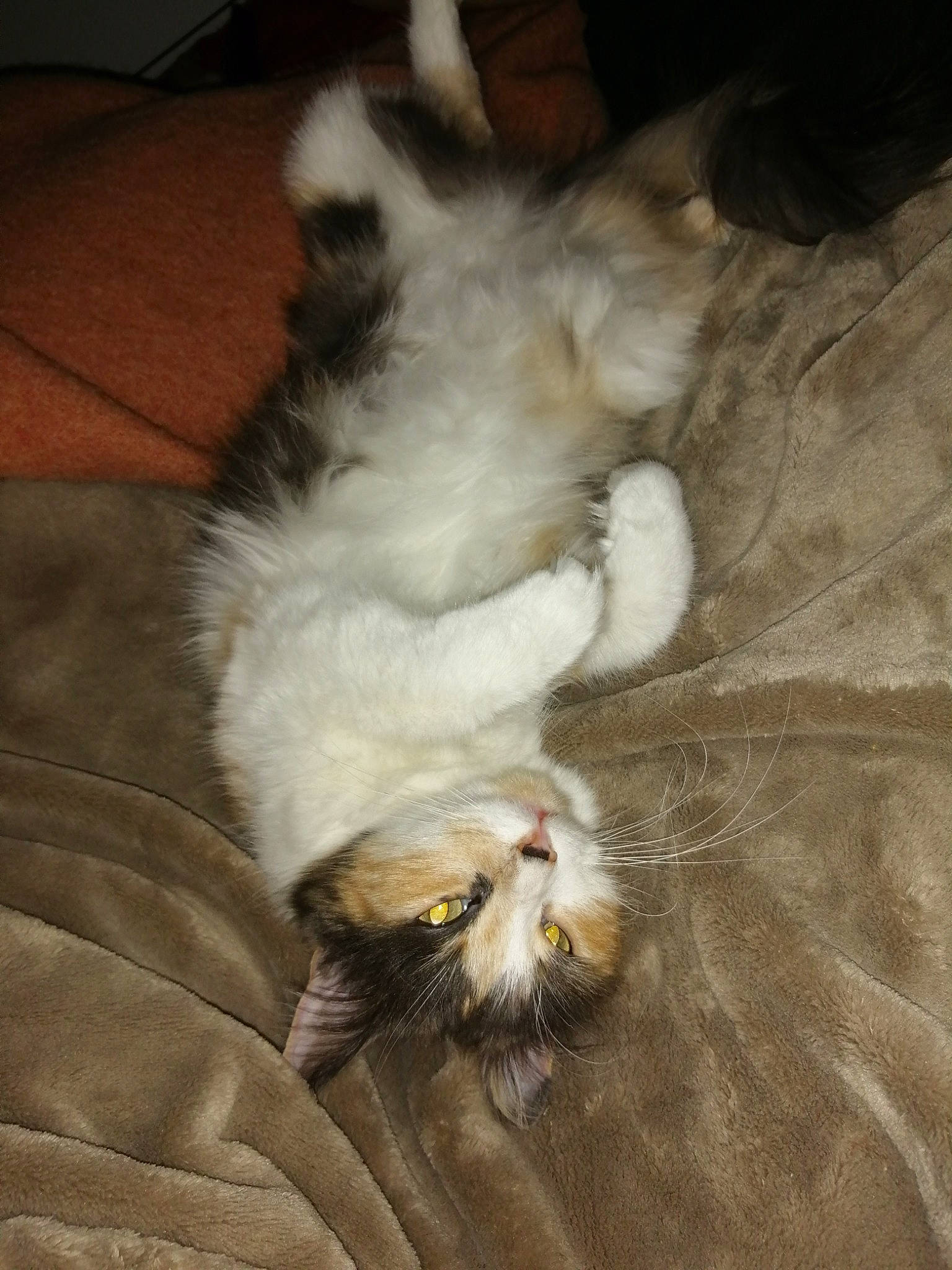 Choupette a rejoint le concours — aidez-le/la à gagner de superbes lots ! birman, canidae, carnivore, cat, claw, dog_breed, domestic_long_haired_cat, fawn, felidae, fur, norwegian_forest_cat, ragdoll, shih_tzu, small_to_medium_sized_cats, tail, whiskers