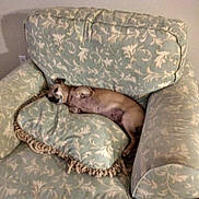 Libby is registered to the contest to win money with this photo: dog, armchair, cushion, indoor, pet, relaxed, sleepy, furniture, patterned, cozy, small_dog, resting, light_brown, living_room, home, cute, animal, canine, comfort, lying_down