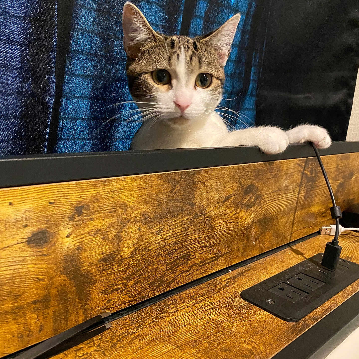 Syrah joined the competition — help win amazing prizes! alert, animal, background, black_curtain, cable, cat, close_up, curious, curtain, domestic_cat, ears, feline, indoor, looking, pet, power_strip, whiskers, white_paws, wide_eyes, wooden_desk