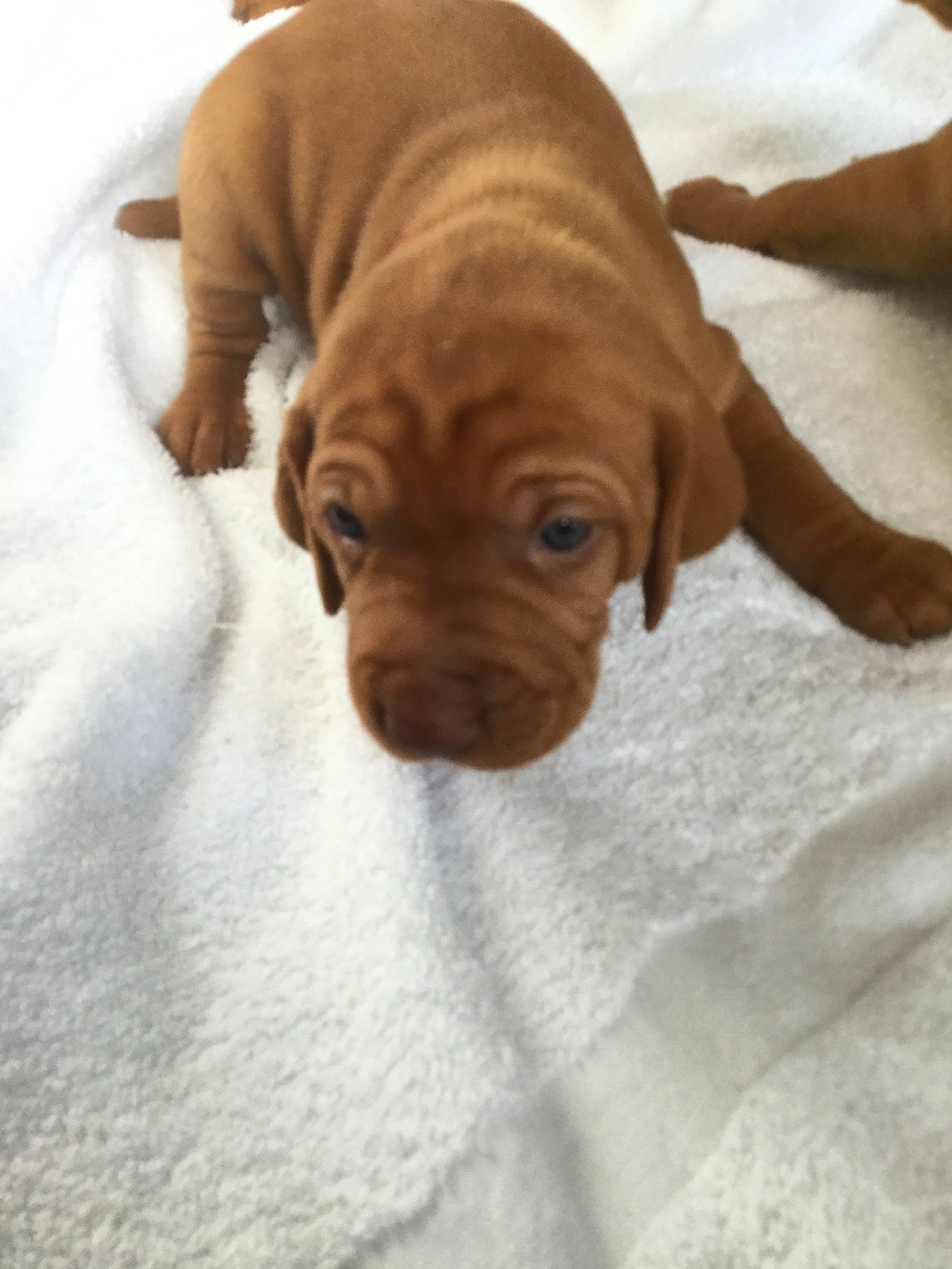 Kiwi is registered to the contest to win money with this photo: beagador, canidae, caramel_color, carnivore, companion_dog, dog, dog_breed, dogue_de_bordeaux, fawn, liver, mammal, puppy, rare_breed_dog, sporting_group, vertebrate, vizsla, wirehaired_vizsla