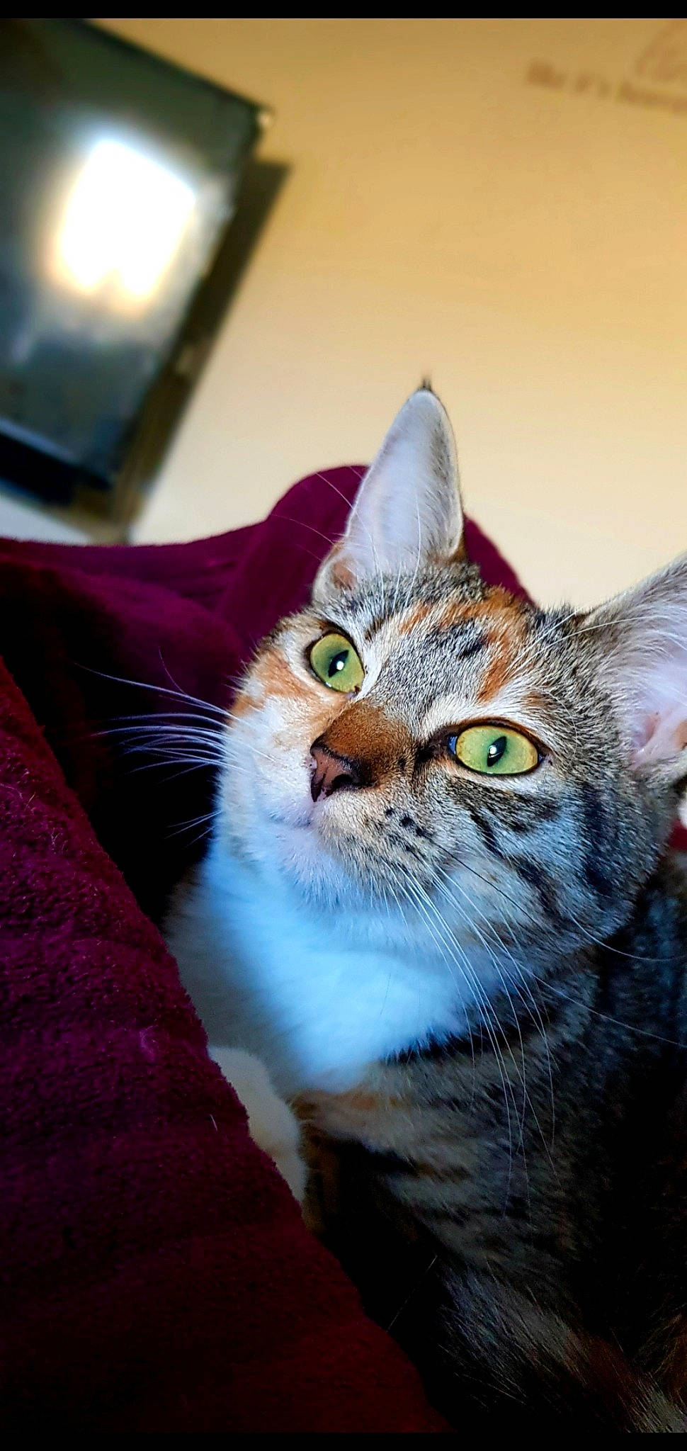 Arnie joined the competition — help win amazing prizes! aegean_cat, american_shorthair, american_wirehair, asian, australian_mist, california_spangled, carnivore, cat, domestic_short_haired_cat, dragon_li, european_shorthair, felidae, kitten, mammal, small_to_medium_sized_cats, snout, tabby_cat, vertebrate, whiskers