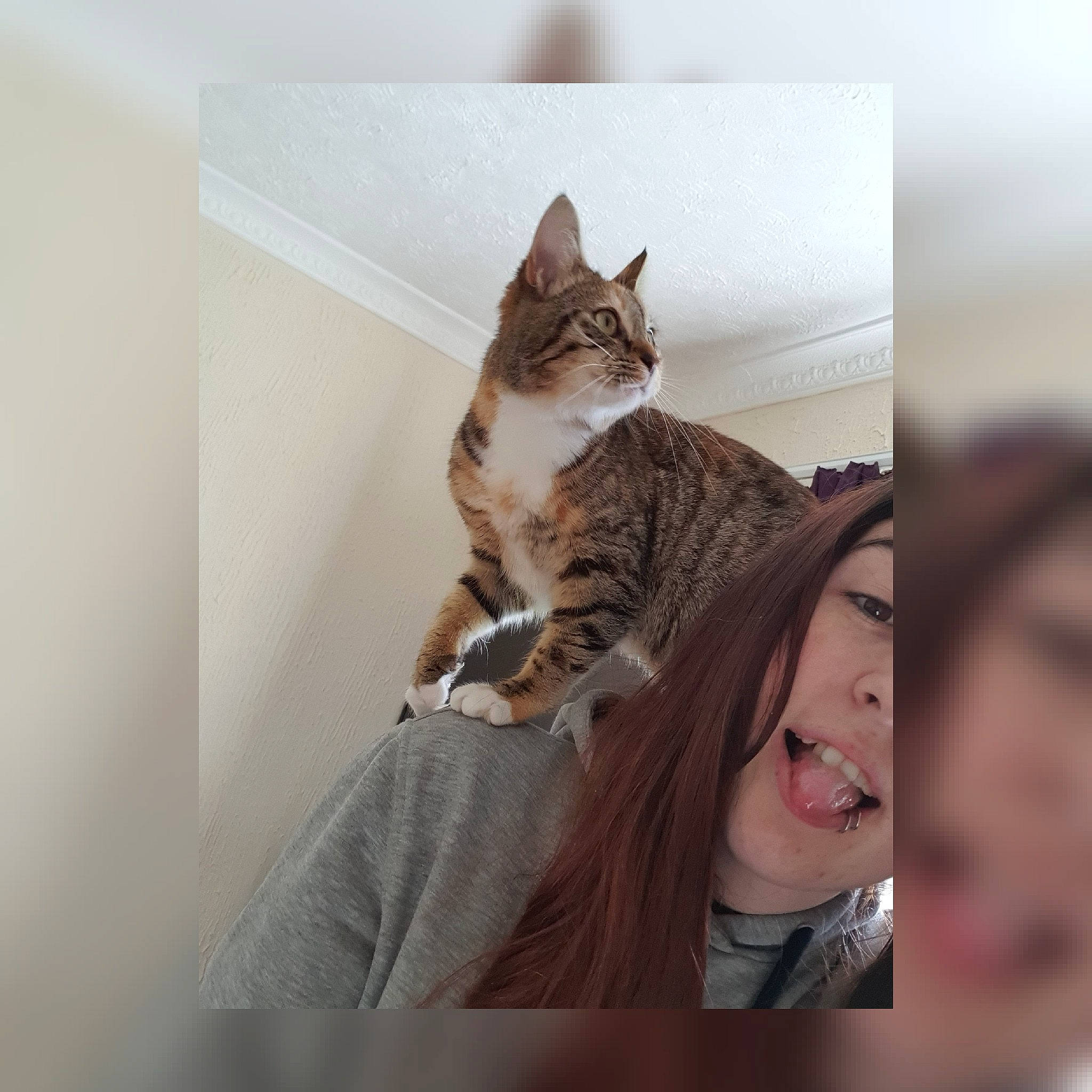 Arnie is registered to the contest to win money with this photo: american_shorthair, asian, bengal, carnivore, cat, domestic_short_haired_cat, dragon_li, ear, european_shorthair, eye, felidae, fur, kitten, long_hair, maine_coon, sitting, small_to_medium_sized_cats, snapshot, tabby_cat, whiskers