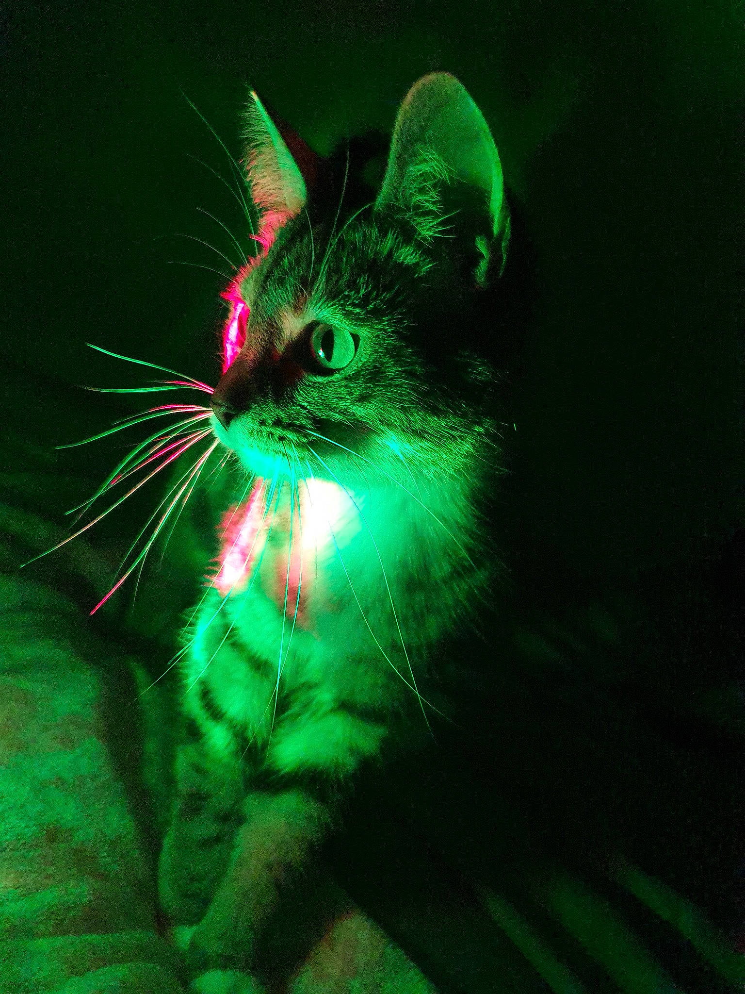 Arnie joined the competition — help win amazing prizes! black_cat, carnivore, cat, domestic_short_haired_cat, ear, eye, felidae, green, kitten, ojos_azules, organism, small_to_medium_sized_cats, snout, tail, whiskers