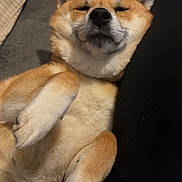 Mochi is registered to the contest to win money with this photo: dog, shiba_inu, pet, lying_down, relaxed, paws, fur, indoor, carpet, cozy, cute, animal, canine, resting, companion, sleepy, mammal, friend, domestic, snuggled