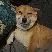 Mochi joined the competition — help win amazing prizes! animal, blanket, comfort, companion, cozy, cute, cute_face, dog, domestic, fur, home, indoor, laying, pet, pillow, relaxed, resting, shiba_inu, sleepy, smiling