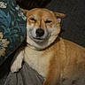 Mochi joined the competition — help win amazing prizes! dog, shiba_inu, pet, relaxed, smiling, blanket, pillow, indoor, cozy, fur, cute, sleepy, resting, animal, companion, home, comfort, laying, cute_face, domestic