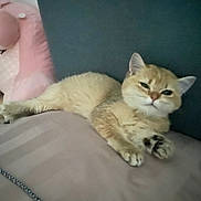 Mochi joined the competition — help win amazing prizes! cat, feline, pet, lounging, sleepy, beige, cushion, plush_toy, indoor, soft_texture, striped_surface, relaxed, whiskers, ears, paw, fur, closeup, comfort, cute, domestic_animal