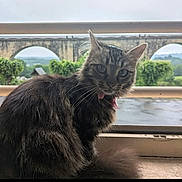 Praline a rejoint le concours — aidez-le/la à gagner de superbes lots ! cat, tabby_cat, indoor, window, collar, pet, animal, feline, fur, whiskers, bridge, stone_bridge, greenery, trees, cloudy_sky, landscape, curious, sitting, closeup, domestic_animal