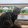 cat, tabby_cat, indoor, window, collar, pet, animal, feline, fur, whiskers, bridge, stone_bridge, greenery, trees, cloudy_sky, landscape, curious, sitting, closeup, domestic_animal
