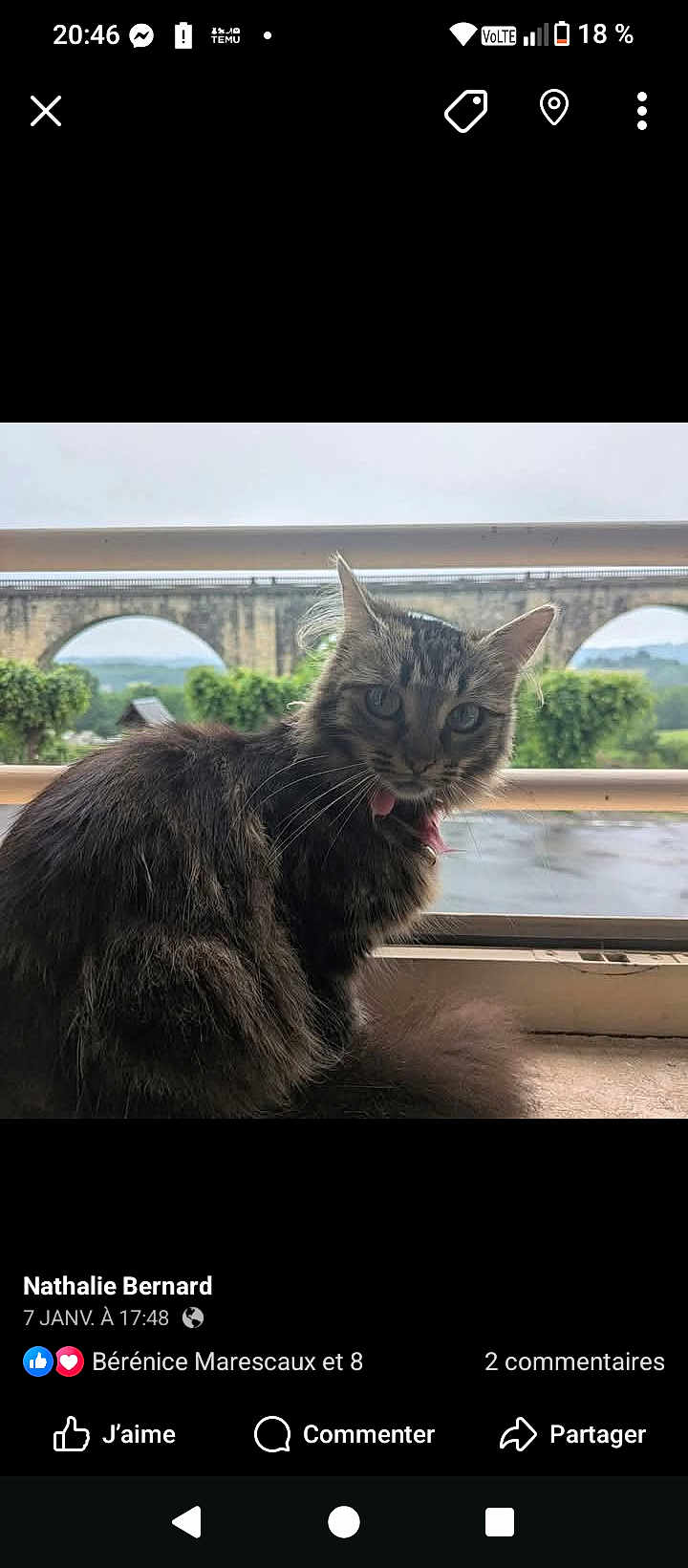 Praline a rejoint le concours — aidez-le/la à gagner de superbes lots ! cat, tabby_cat, indoor, window, collar, pet, animal, feline, fur, whiskers, bridge, stone_bridge, greenery, trees, cloudy_sky, landscape, curious, sitting, closeup, domestic_animal