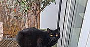 ébène a rejoint le concours — aidez-le/la à gagner de superbes lots ! cat, black_cat, plant_pot, plant, balcony, wooden_floor, outdoor, yellow_eyes, pet, domestic_cat, green_leaves, container, window, glass_door, home, feline, cozy, resting, nature, animal
