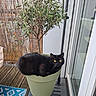 cat, black_cat, plant_pot, plant, balcony, wooden_floor, outdoor, yellow_eyes, pet, domestic_cat, green_leaves, container, window, glass_door, home, feline, cozy, resting, nature, animal