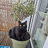 black_cat, cat, plant_pot, plant, balcony, wooden_floor, window, glass_door, outdoor, pet, animal, feline, yellow_eyes, greenery, nature, domestic_cat, sitting, reflection, daylight, home
