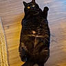 ébène a rejoint le concours — aidez-le/la à gagner de superbes lots ! black_cat, cat, pet, animal, lying_down, floor, wooden_floor, yellow_eyes, fur, indoor, cute, playful, relaxed, whiskers, tail, mammal, domestic_animal, looking_up, paws, wide_eyes