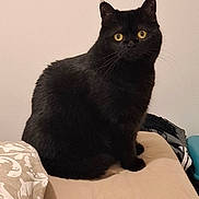 ébène a rejoint le concours — aidez-le/la à gagner de superbes lots ! cat, black_cat, pet, indoor, bed, feline, animal, whiskers, ears, yellow_eyes, fur, cute, domestic_cat, sitting, looking, curious, home, mammal, resting, portrait
