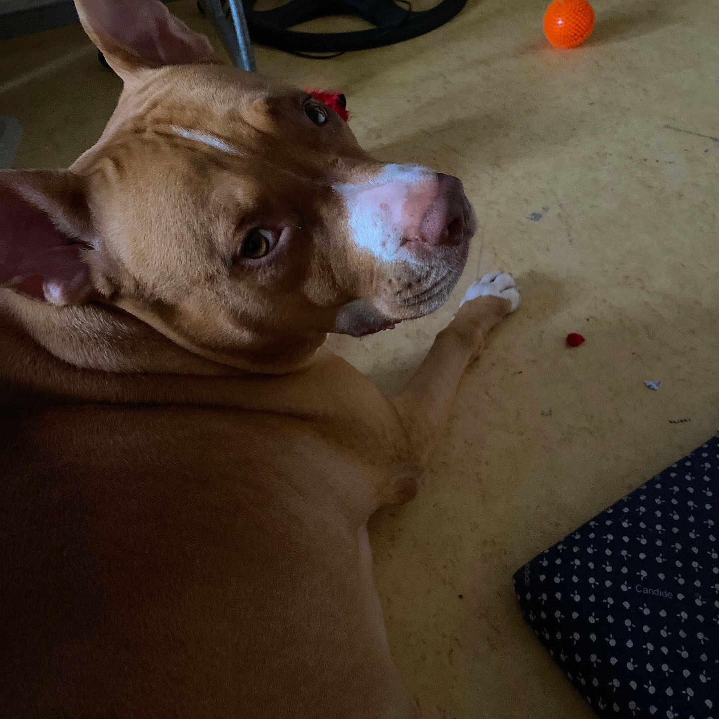 Scar participe au concours pour gagner de l'argent avec cette photo : dog, brown_dog, indoor, floor, orange_ball, pet, animal, relaxed, lying_down, looking_back, snout, ears, toy, casual, cozy, domestic, animal_companion, paw, fur, resting