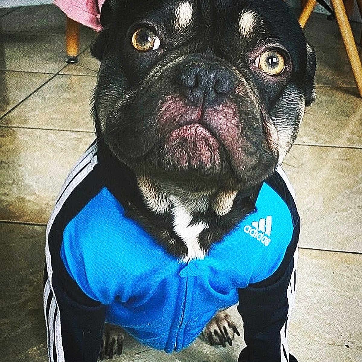 Stitch a rejoint le concours — aidez-le/la à gagner de superbes lots ! animal, bostonbull, boxer, bulldog, canine, clothing, coat, dog, face, frenchbulldog, head, jacket, person, pet, photography, pitbull, portrait, pug, puppy, snout