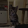 animal, cat, couch, curious, dim_light, ears, eyes, feline, fur, furniture, home, indoor, kitten, pet, room, scratching_post, sitting, tabby, whiskers, young