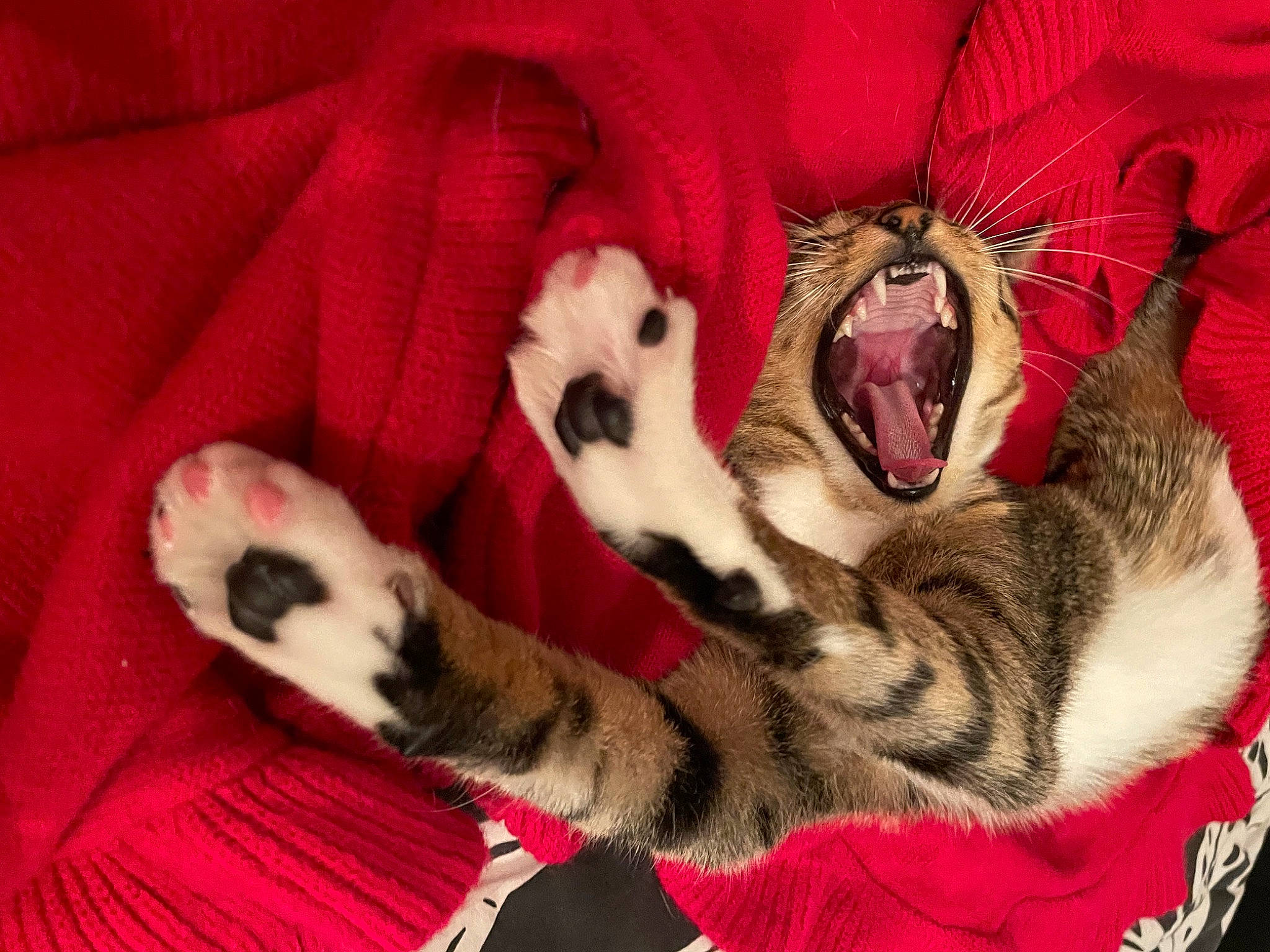 Savannah a rejoint le concours — aidez-le/la à gagner de superbes lots ! carmine, carnivore, cat, cat_bed, cat_supply, cat_toy, claw, comfort, companion_dog, domestic_short_haired_cat, fang, felidae, foot, fur, paw, small_to_medium_sized_cats, snout, tail, whiskers, yawn