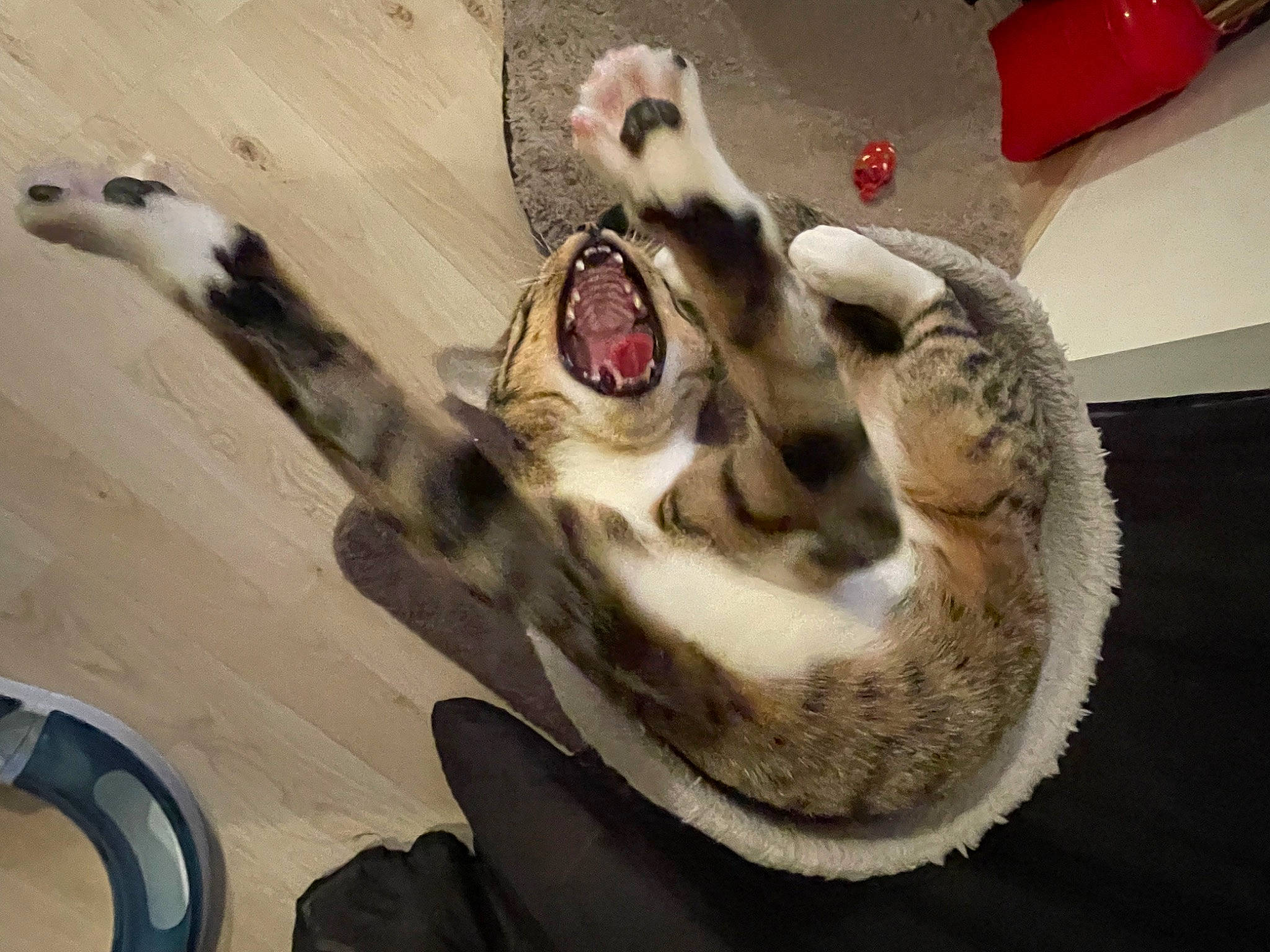 Savannah a rejoint le concours — aidez-le/la à gagner de superbes lots ! carnivore, cat, claw, dog_breed, domestic_short_haired_cat, fang, fawn, felidae, fur, jaw, paw, primate, small_to_medium_sized_cats, snout, tail, terrestrial_animal, whiskers, wildlife, wood, yawn