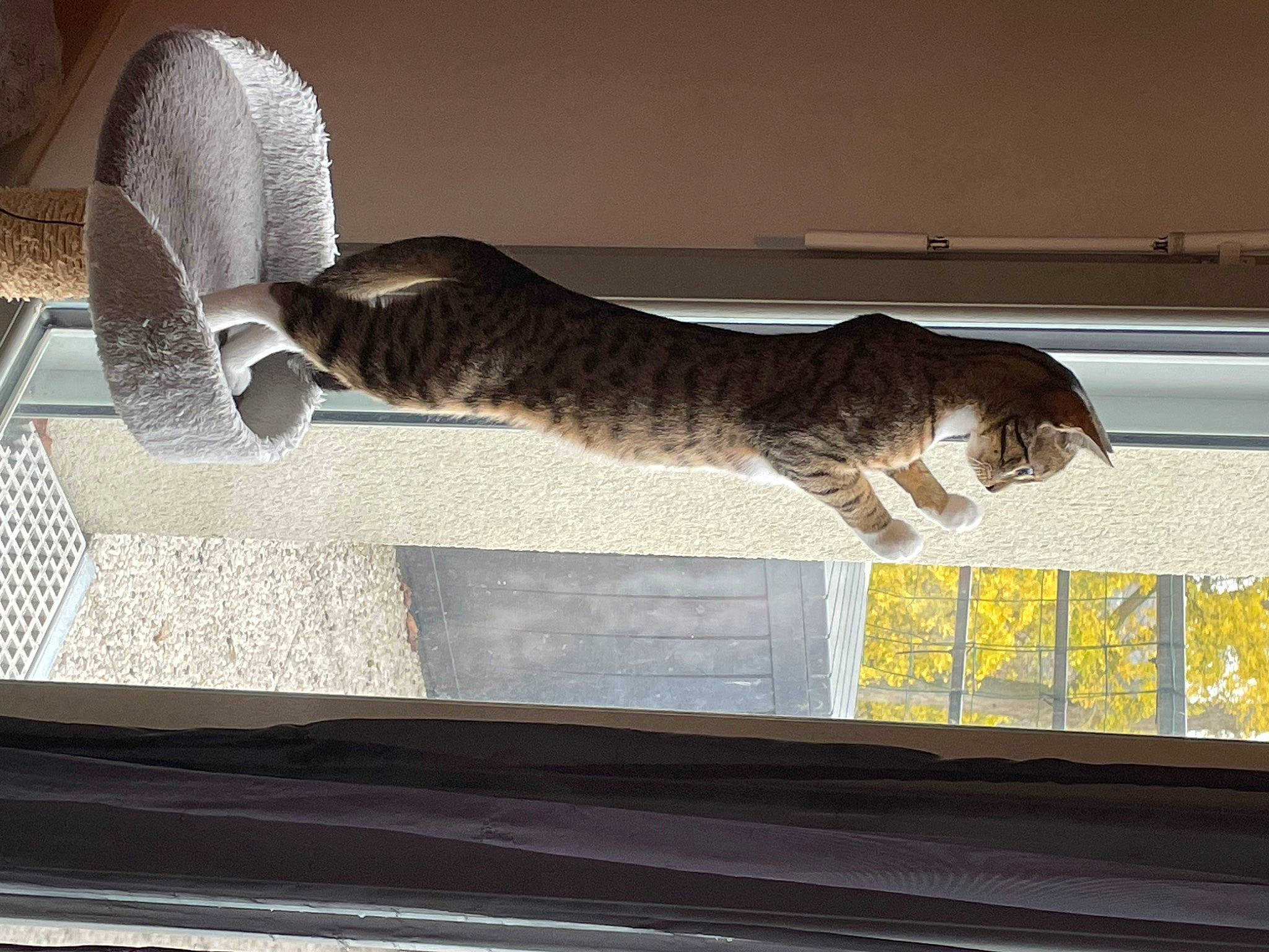 Savannah participe au concours pour gagner de l'argent avec cette photo : carnivore, cat, domestic_short_haired_cat, felidae, fur, glass, hardwood, rectangle, room, sash_window, shade, small_to_medium_sized_cats, tail, textile, tints_and_shades, whiskers, window, window_covering, windshield, wood